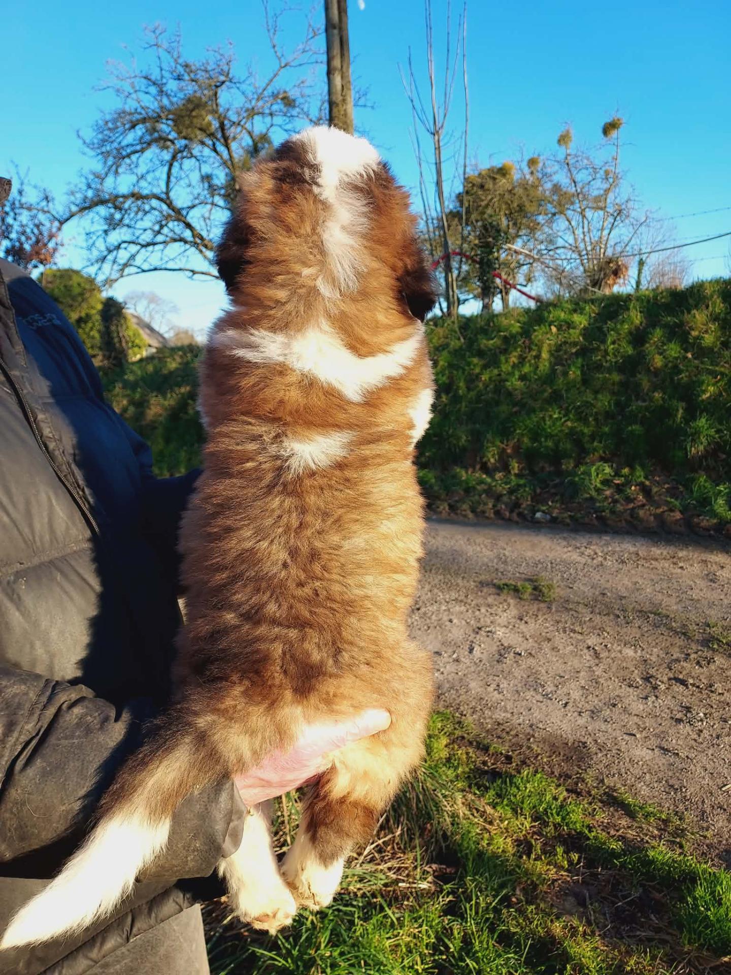 Femelle 3330 turquoise